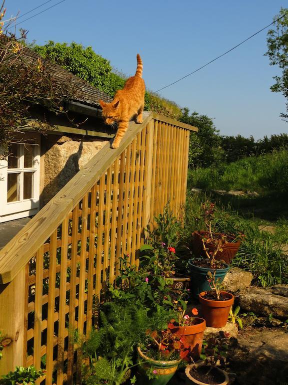 Borea Barn Vegetarian B&B St Ives Exteriér fotografie