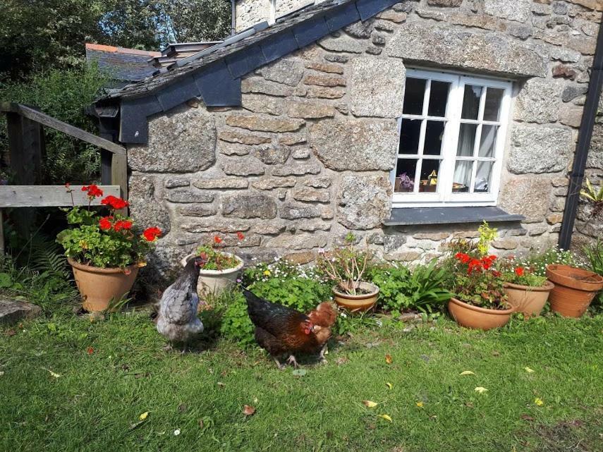 Borea Barn Vegetarian B&B St Ives Exteriér fotografie